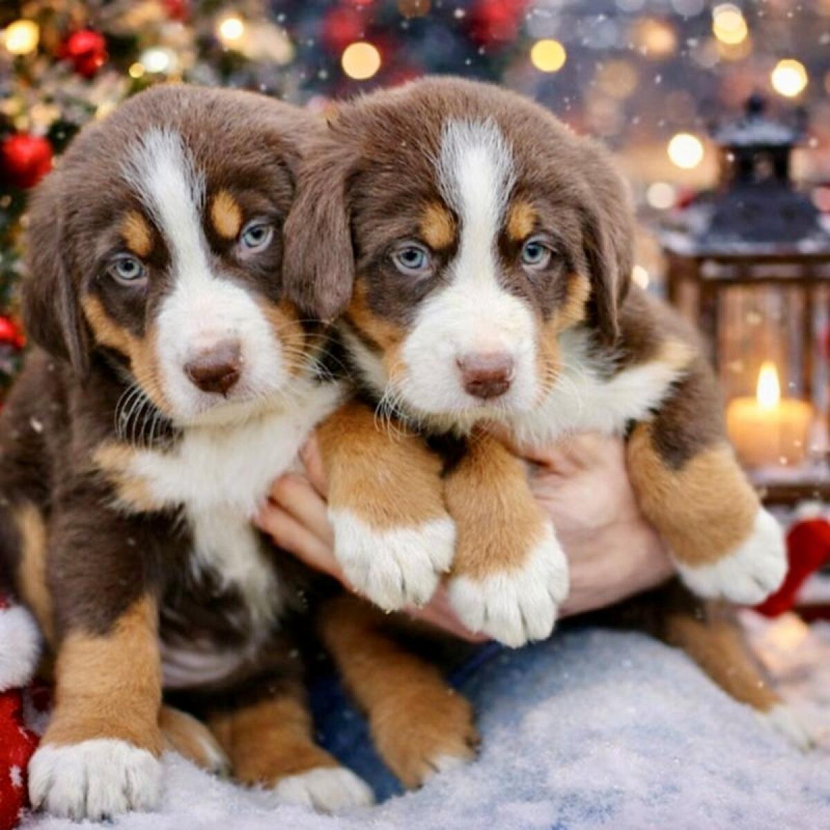 Wunderschöne Sennenhund-Welpen aus langlebigen Zuchtlinien 2