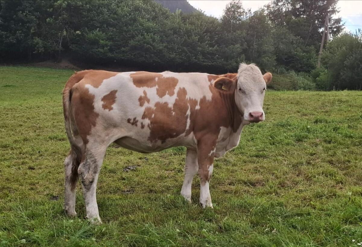 FV Kalbin trächtig zu verkaufen 2