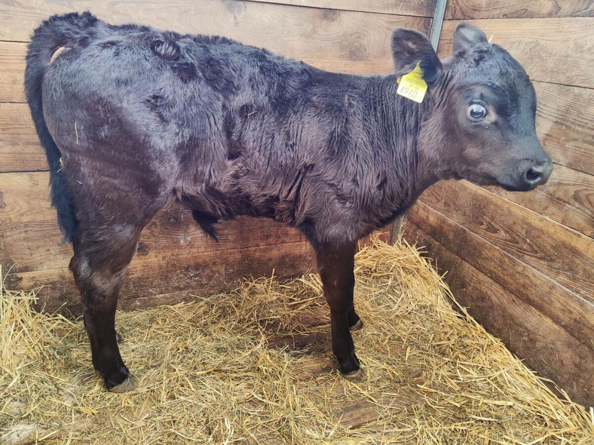 Stierkalb HF x Limousin, geb. 21.11. 3