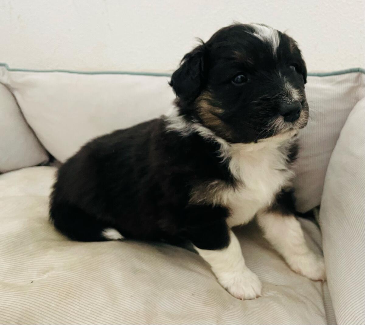 Reinrassige Australian Shepherd Welpe 3