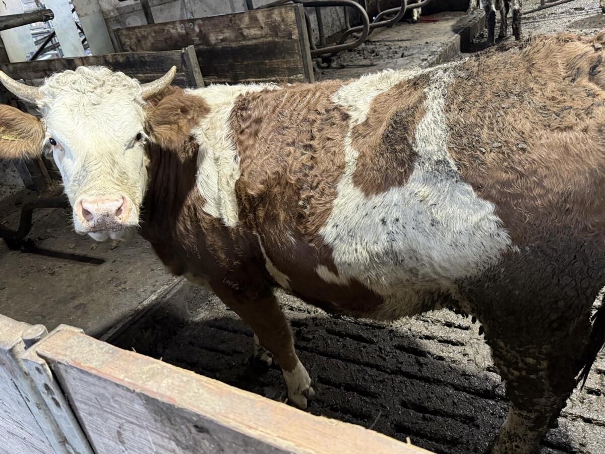 Fleckvieh Kalbinnen 2