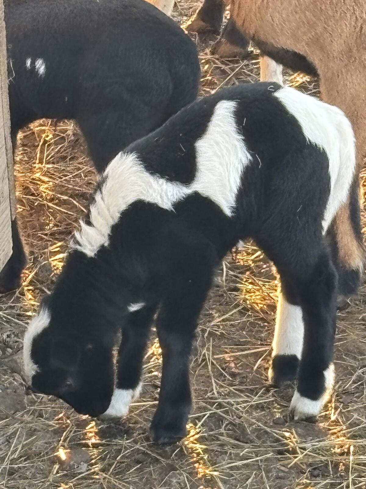 Dorper-Kamerunlämmer 2