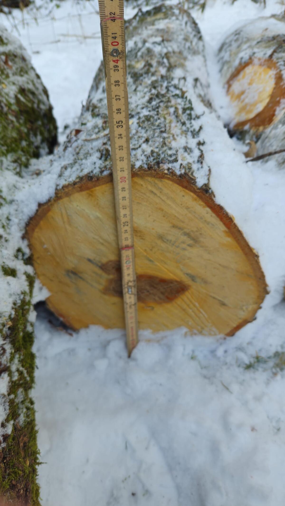 Schöne Birkenstämme frisch 3