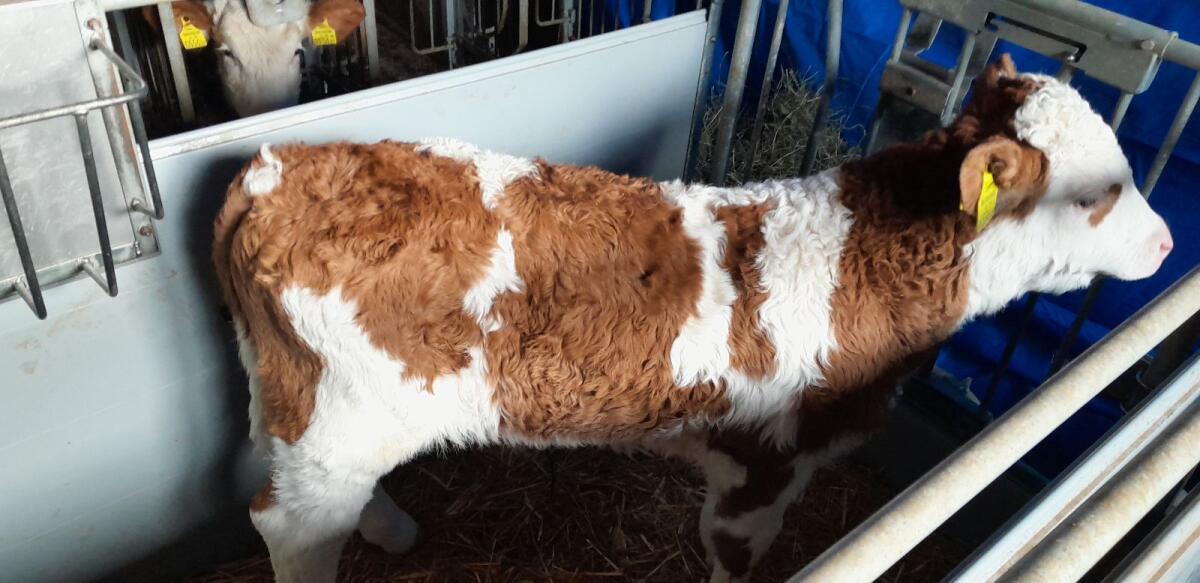 Fleckvieh Stierkalb 3