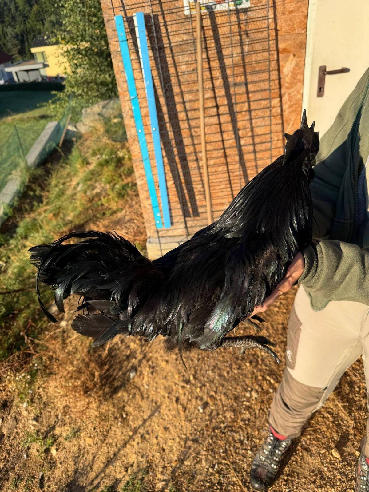 Ayam Cemani 3
