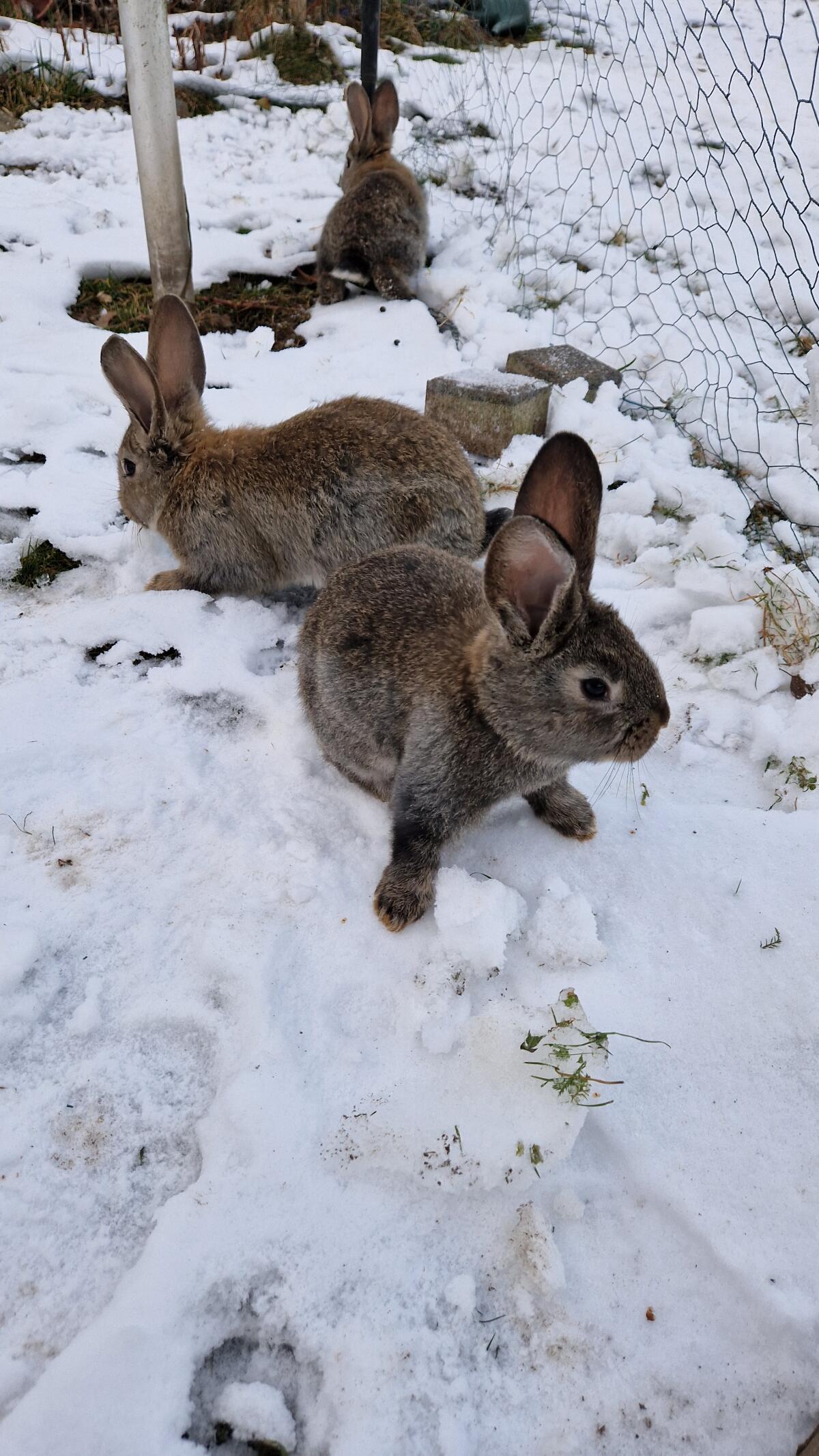 Junge Hasen abzugeben 3