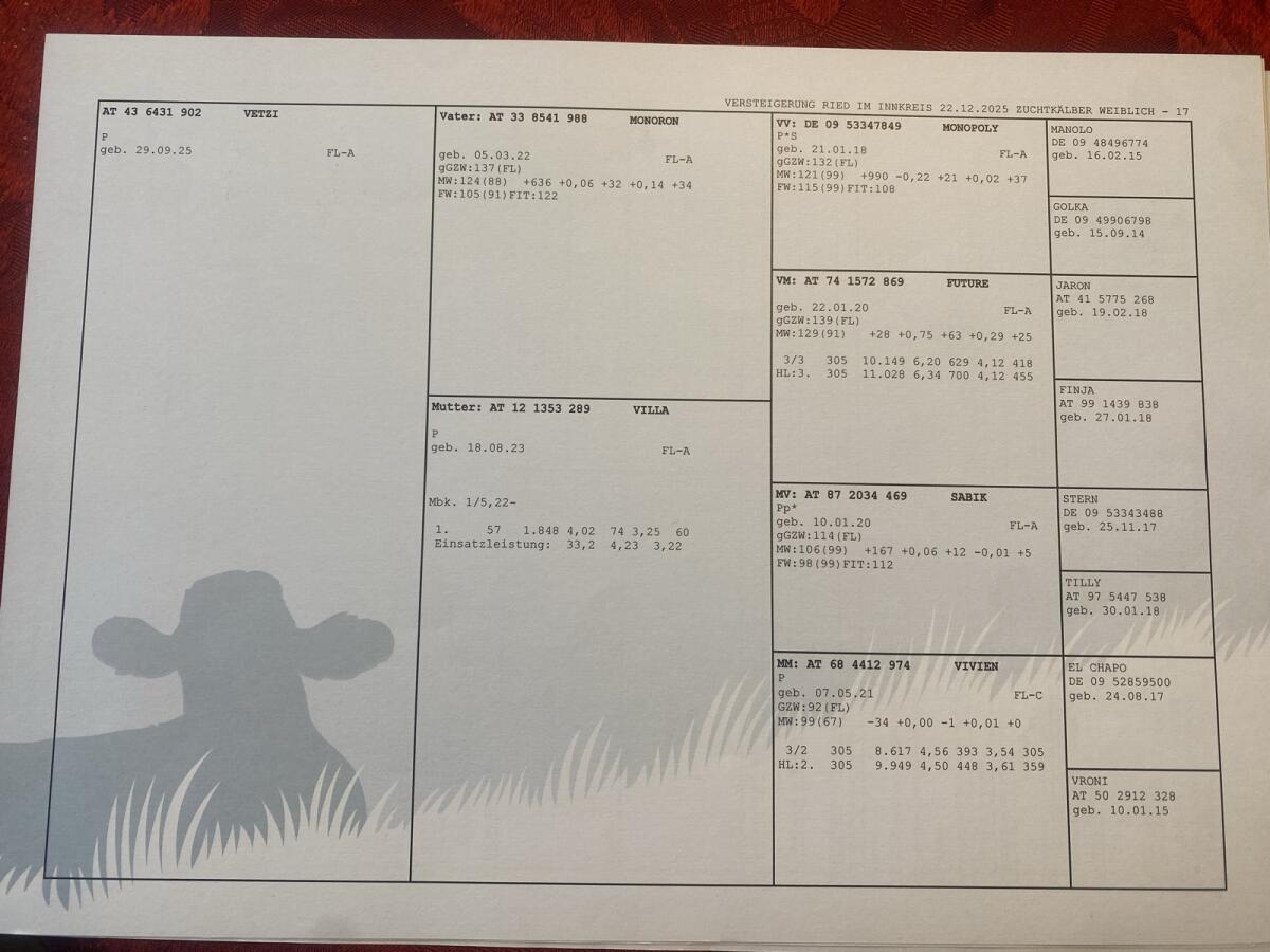 Fleckviehkälber entwöhnt! 3