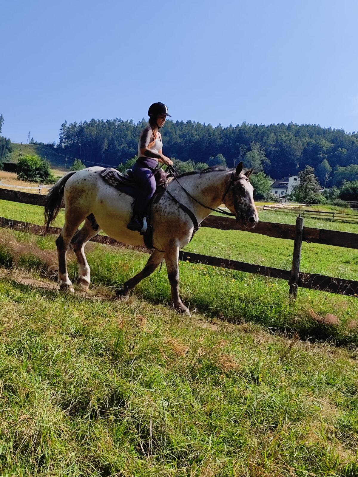 Reitbeteiligung zu vergeben 2