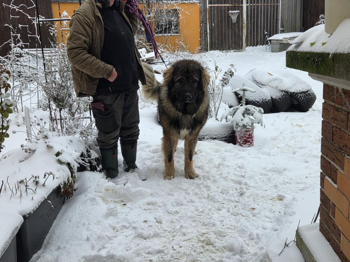 Kaukasischer Owtscharka Rüde 3