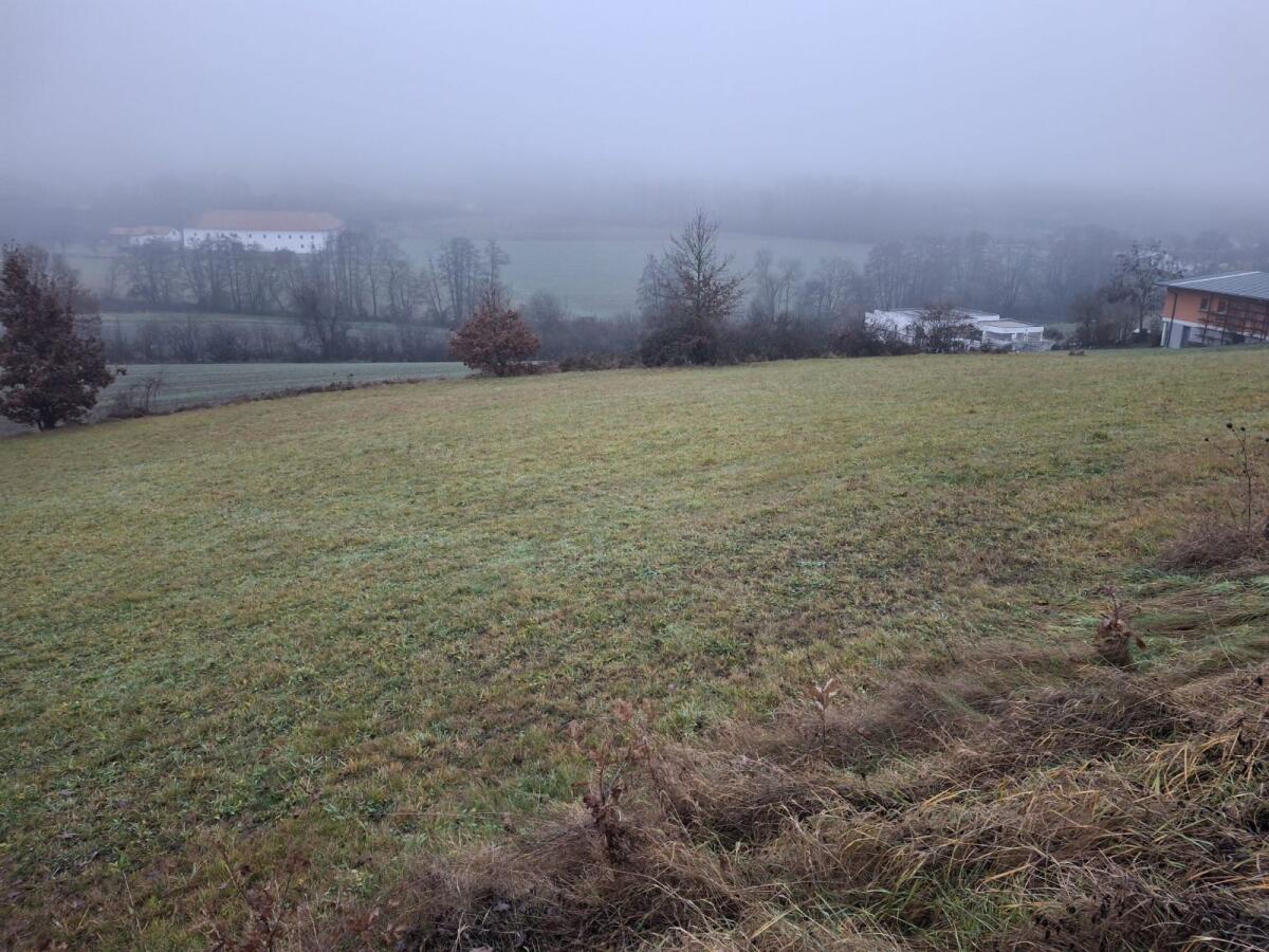 Wiese zu verpachten 3