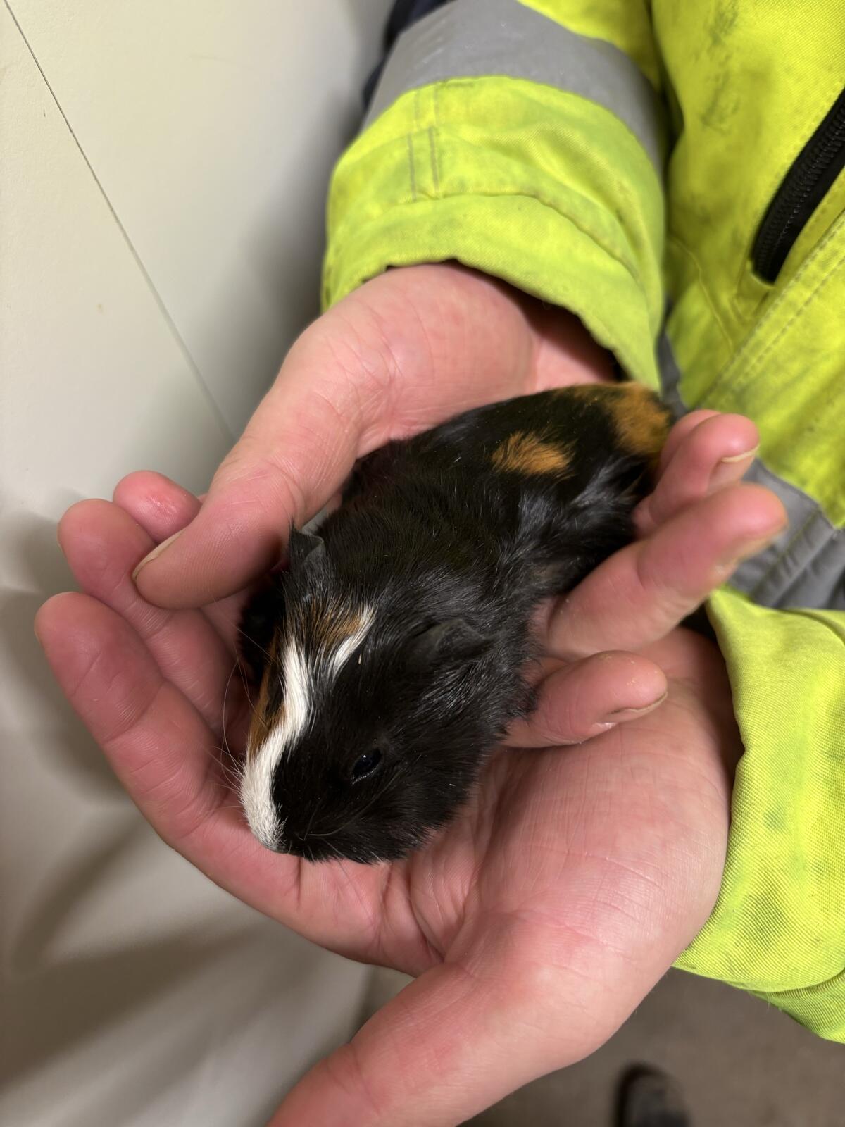 Meerschweinchen abzugeben 2