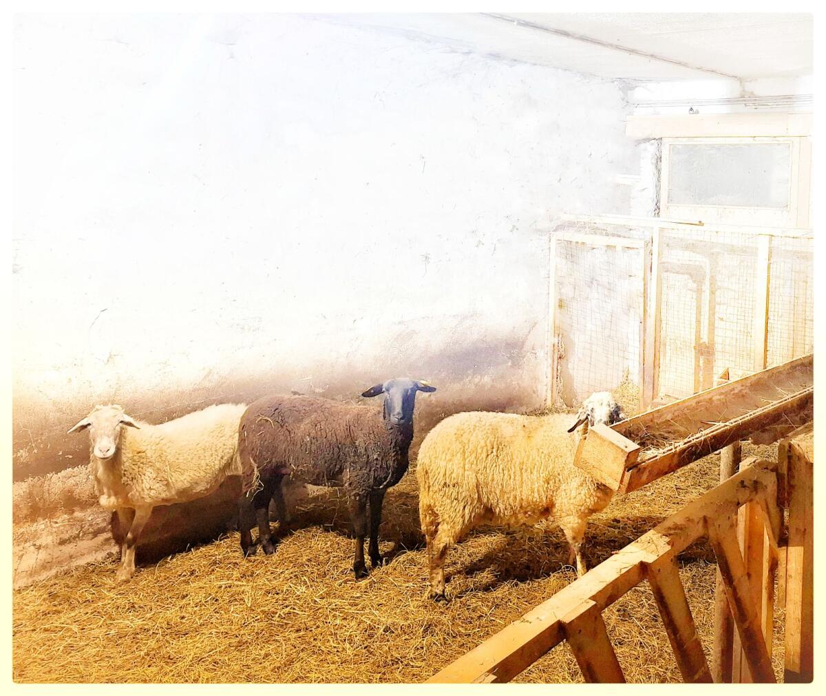 Suche Lämmer, vier Euro pro Kilo 3