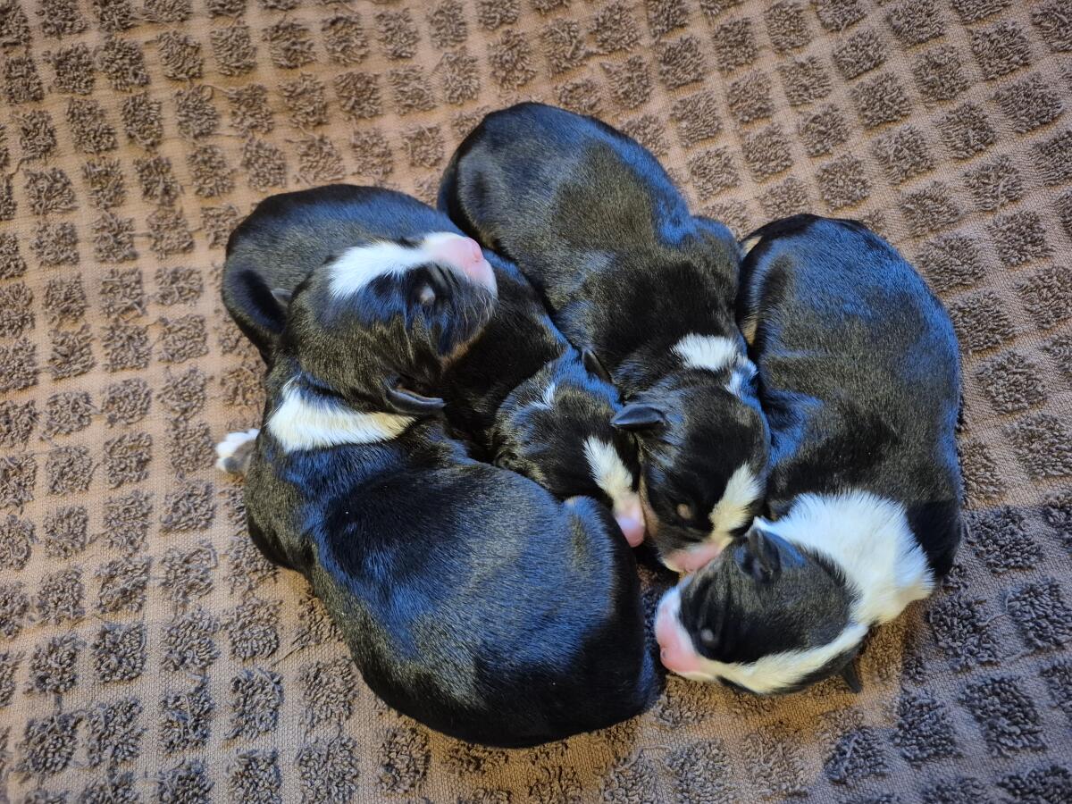 Appenzeller/Border Collie Mischlinge 3