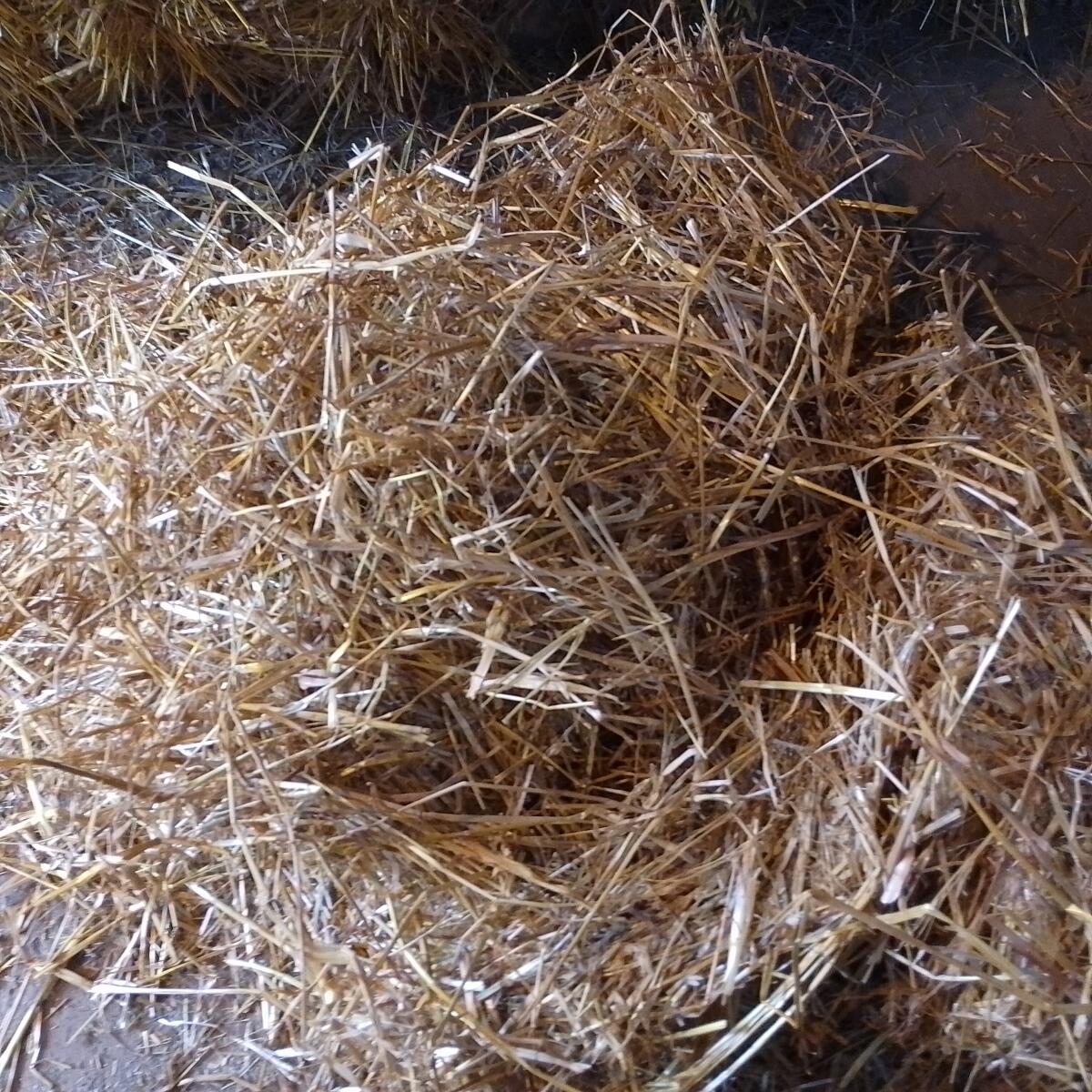 Haferstroh, Futterqualität in Kleinballen 2