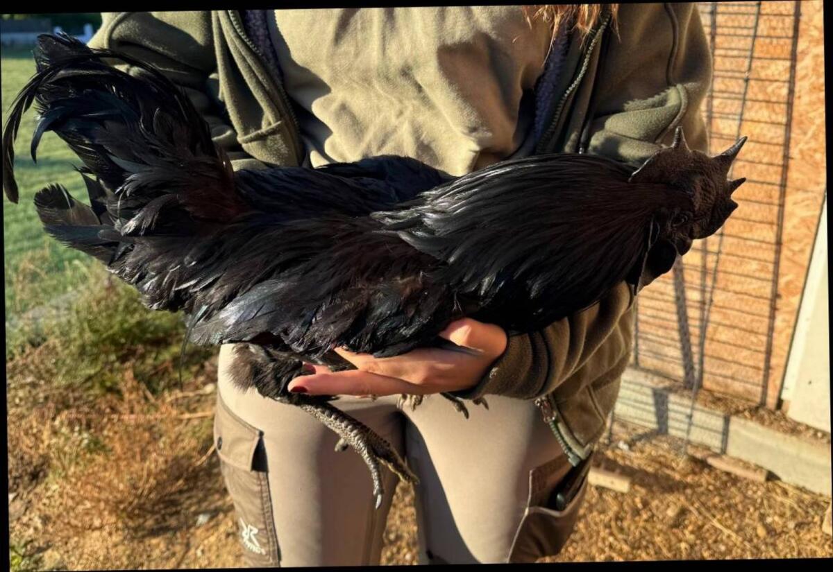 Ayam Cemani 2