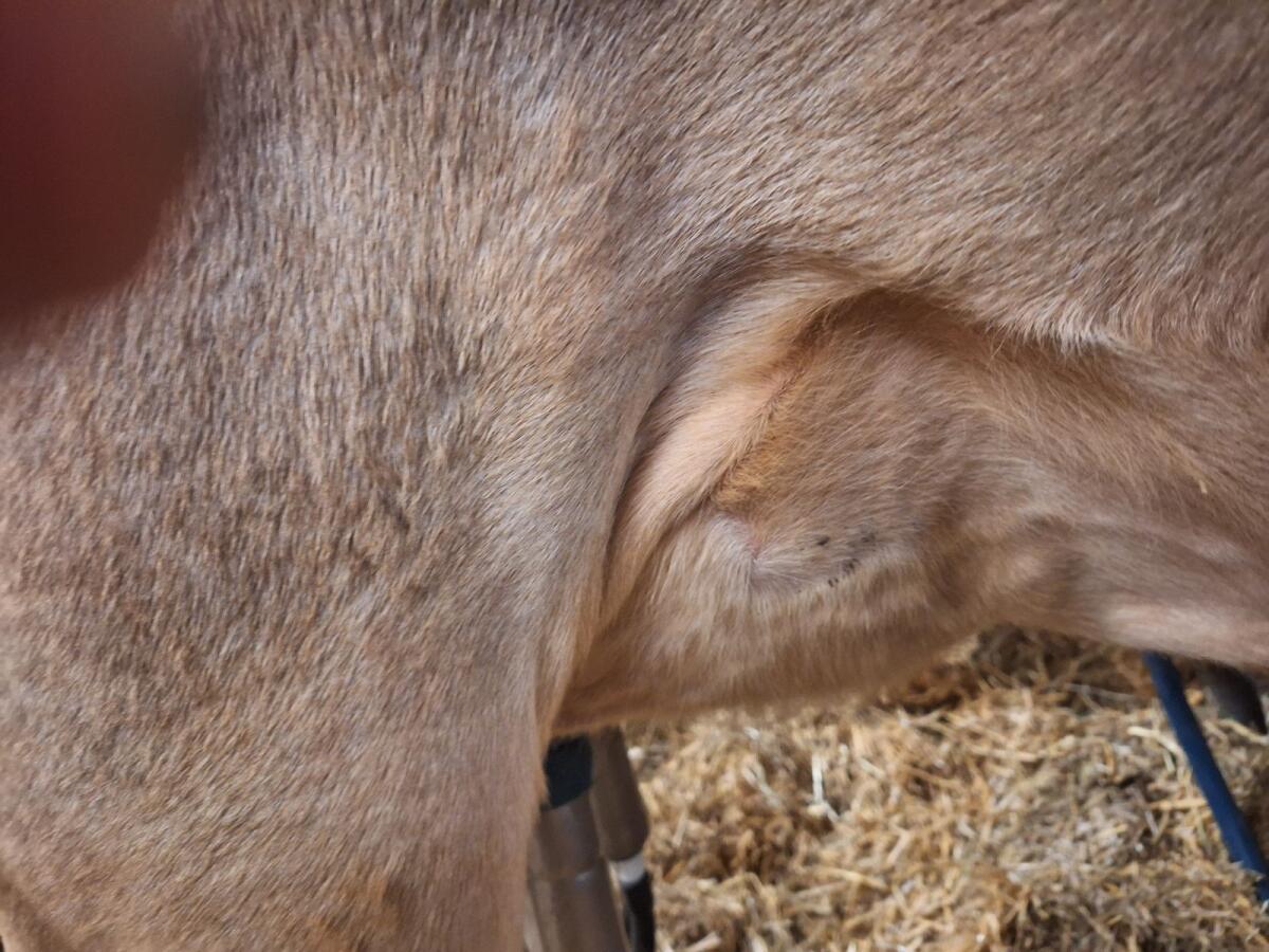 Kleine Brown Swiss Erstlingskuh 3