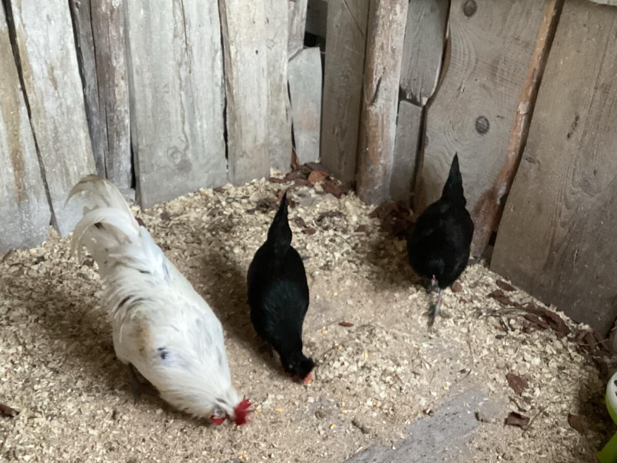 Bruteier Alsteirer-Mix Eulenparthühner 3