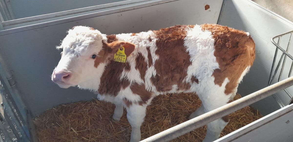 Fleckvieh Stierkalb 2