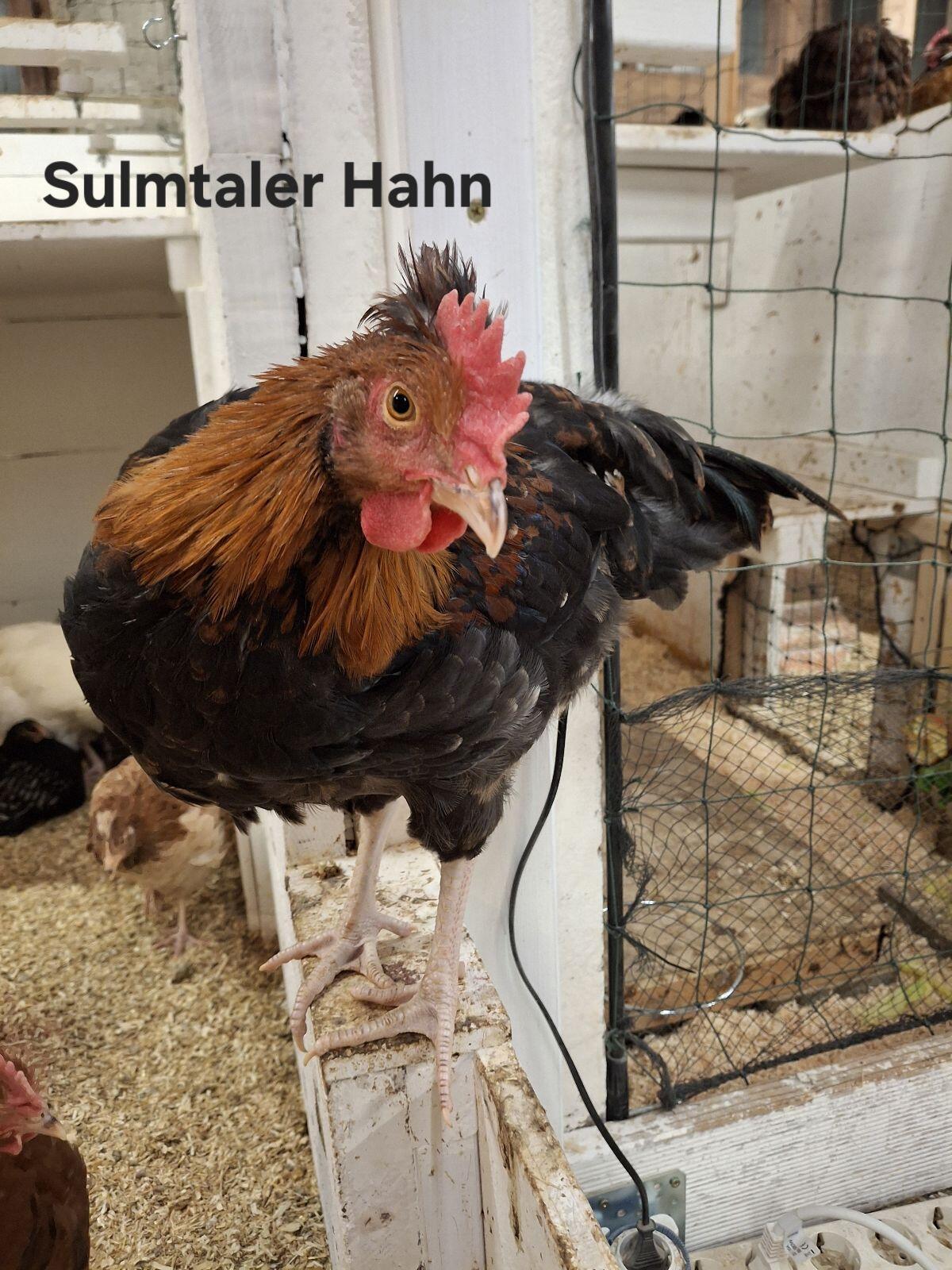 Geflügel Hähne Hühner Hahn Huhn 2