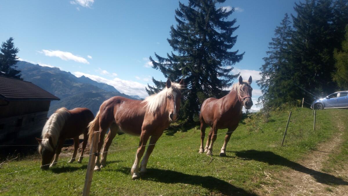 Noriker Fuchsstute 2