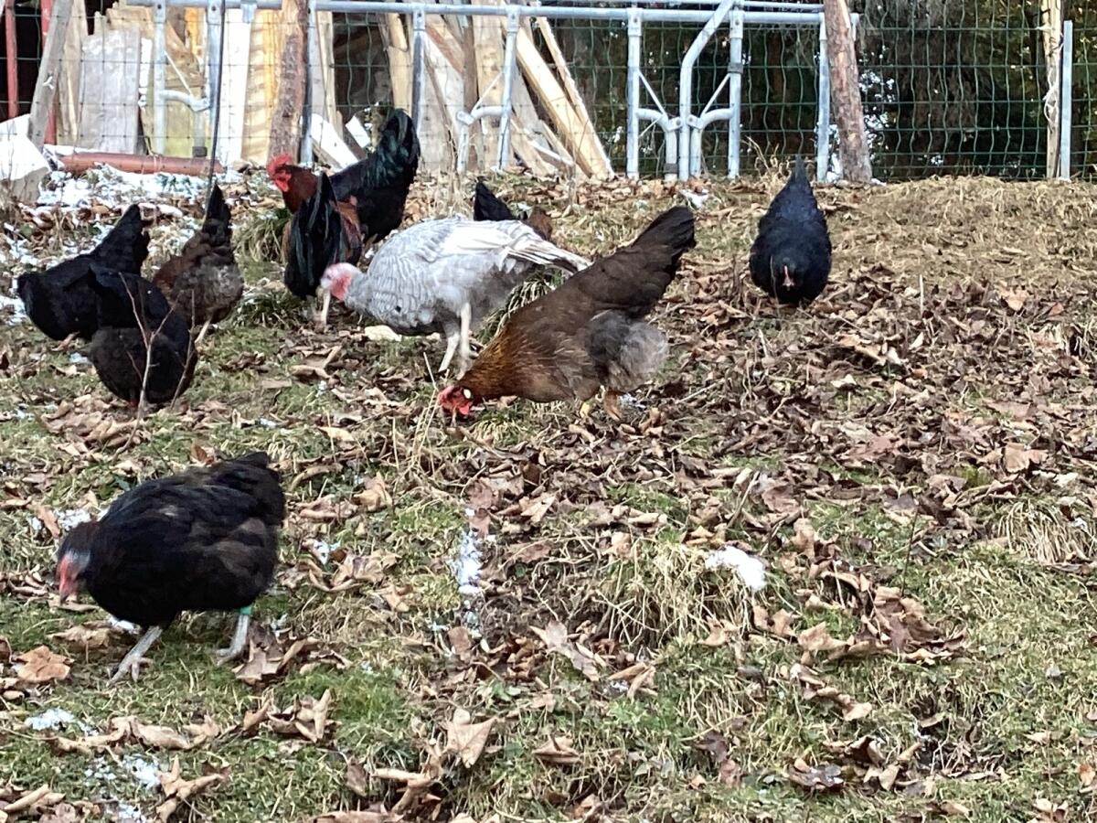 Altsteirer-Mix Bruteier 2