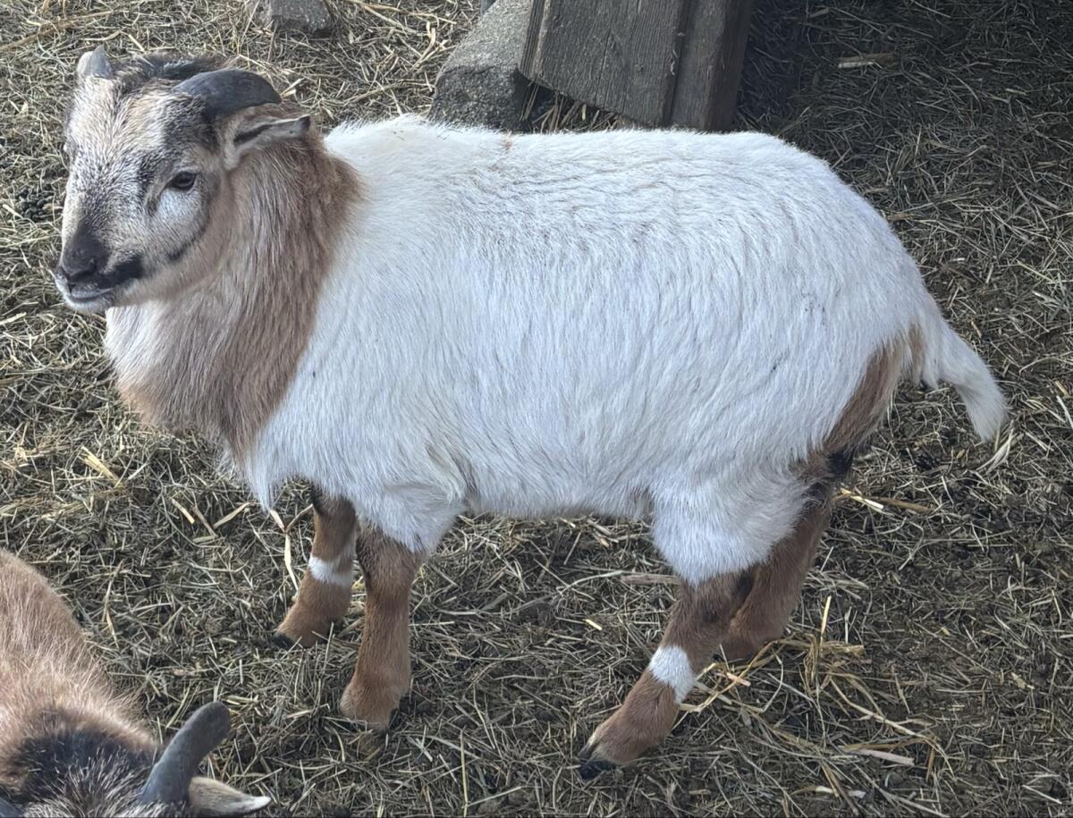 Kamerunschaf Lämmer 3