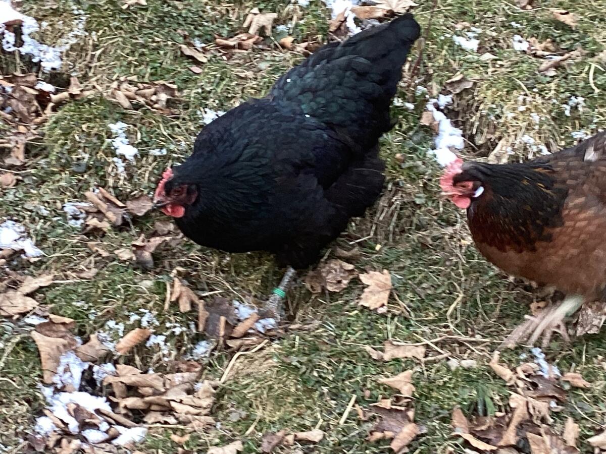 Altsteirer-Mix Bruteier 3