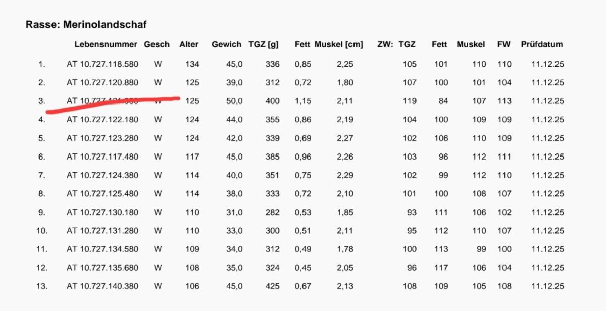 12 Merino Zuchtlämmer weiblich 3