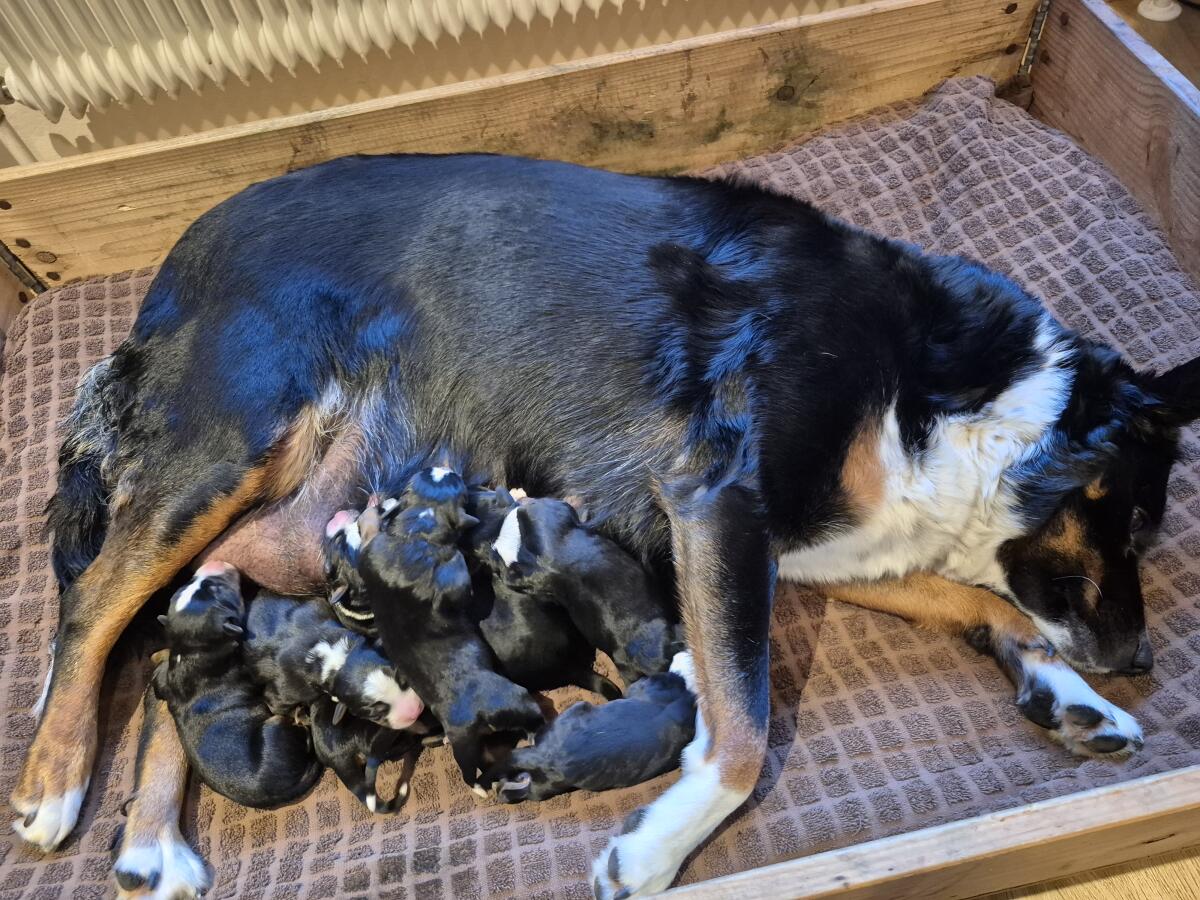 Appenzeller/Border Collie Mischlinge 2