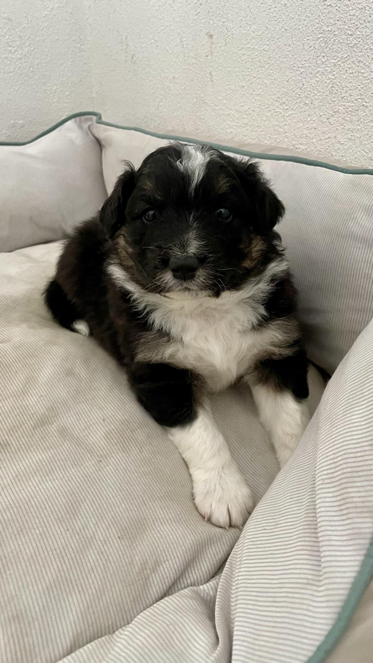 Reinrassige Australian Shepherd Welpe 2