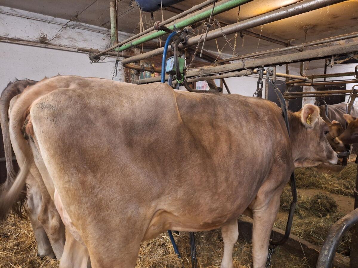 Kleine Brown Swiss Erstlingskuh 2