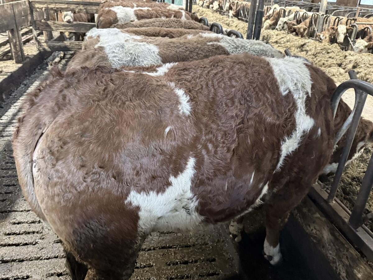 Fleckvieh Kalbinnen 3