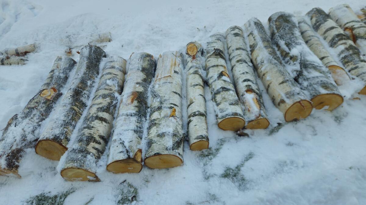 Schöne Birkenstämme frisch 2