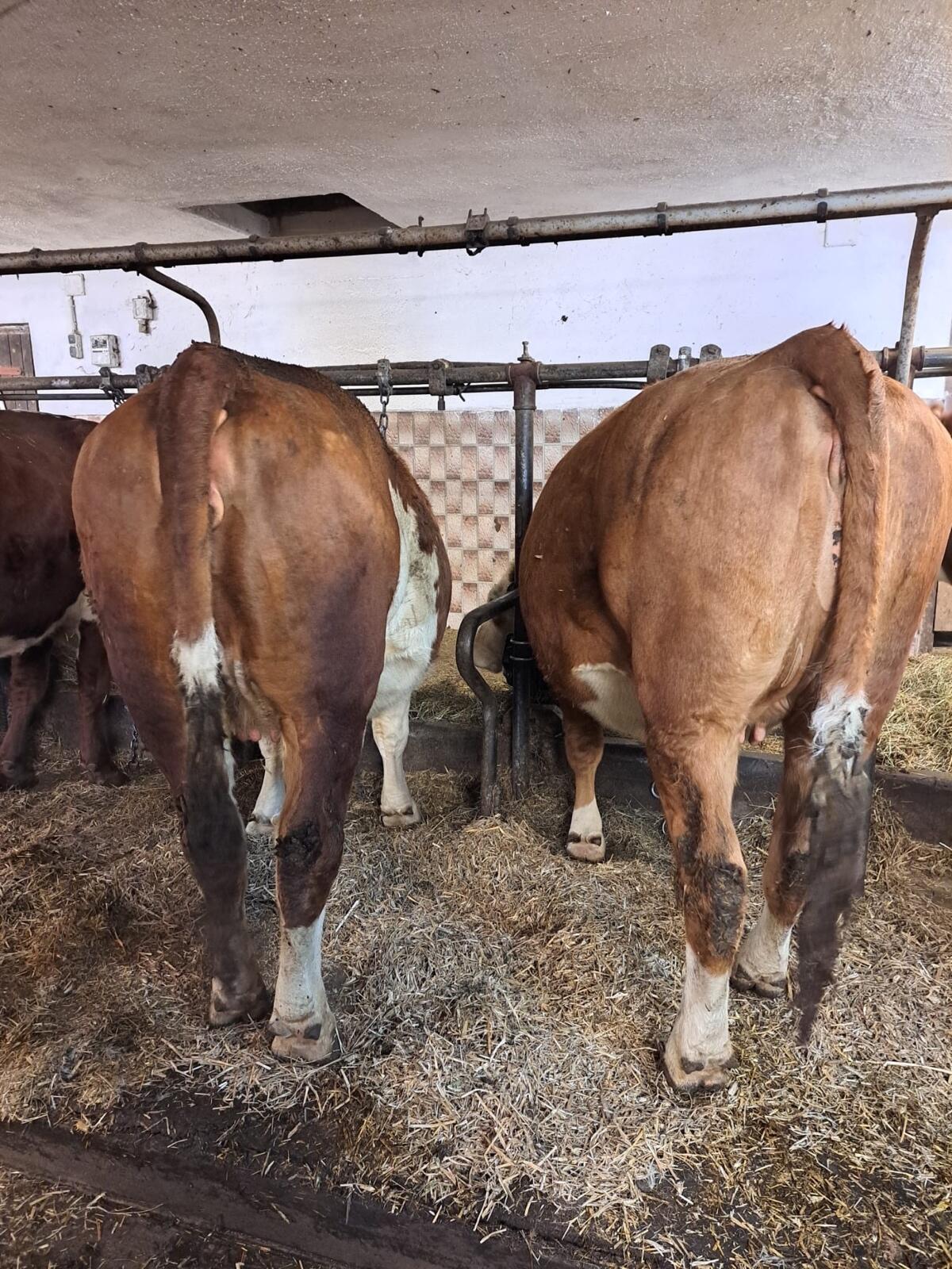 2 trächtige Kalbinnen zu verkaufen 3