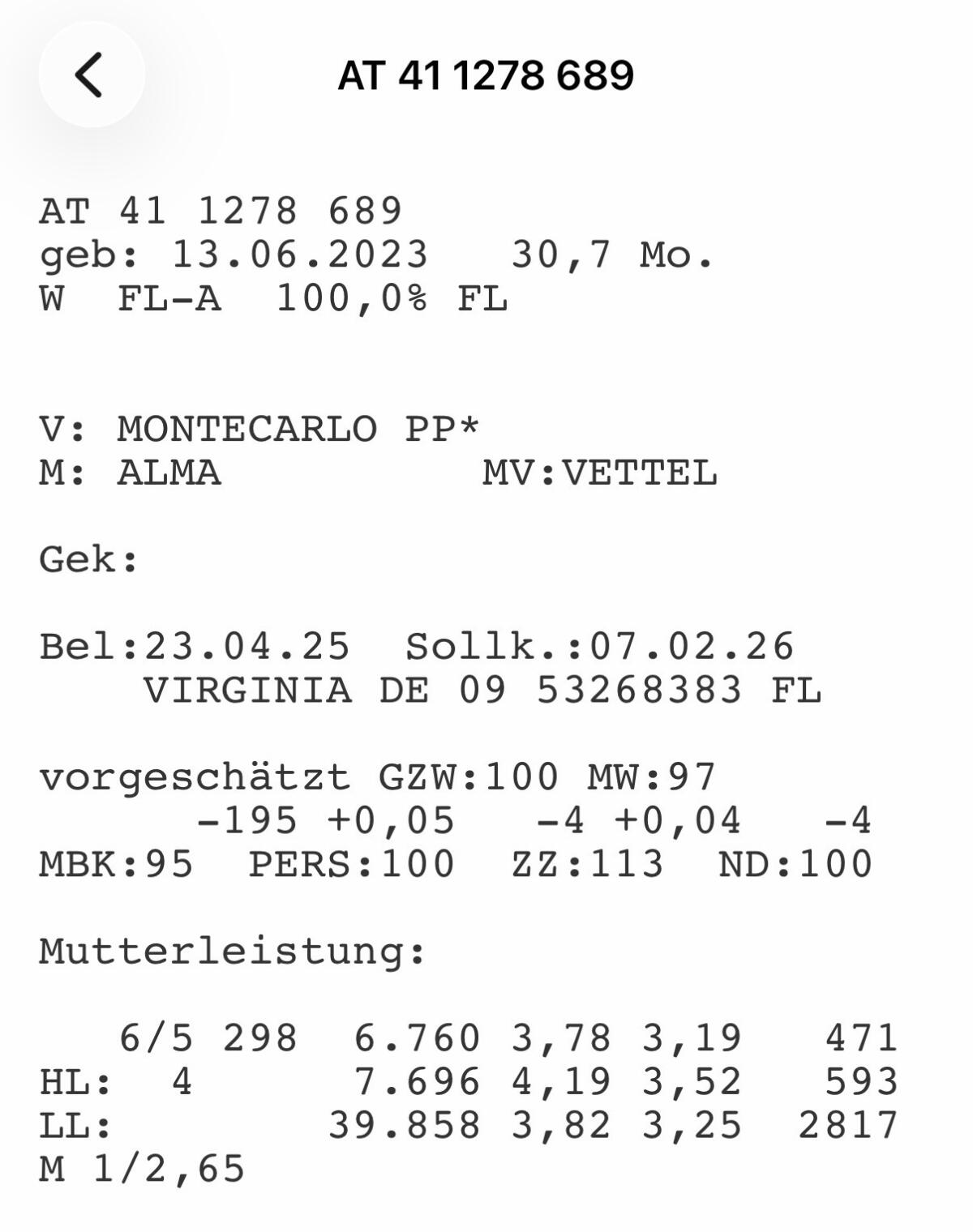 2 trächtige Kalbinnen zu verkaufen 2