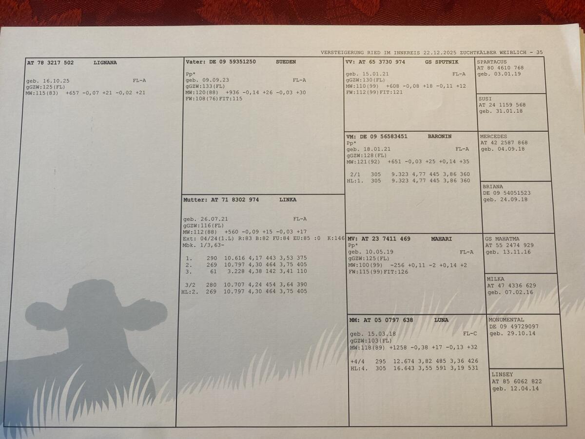 Fleckviehkälber entwöhnt! 2