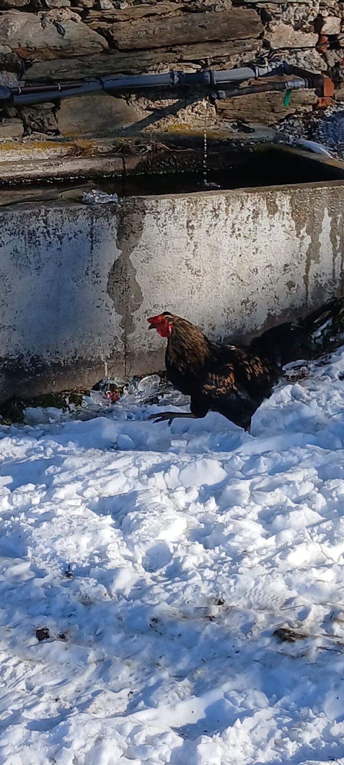 Marans/Grünleger Hahn 3