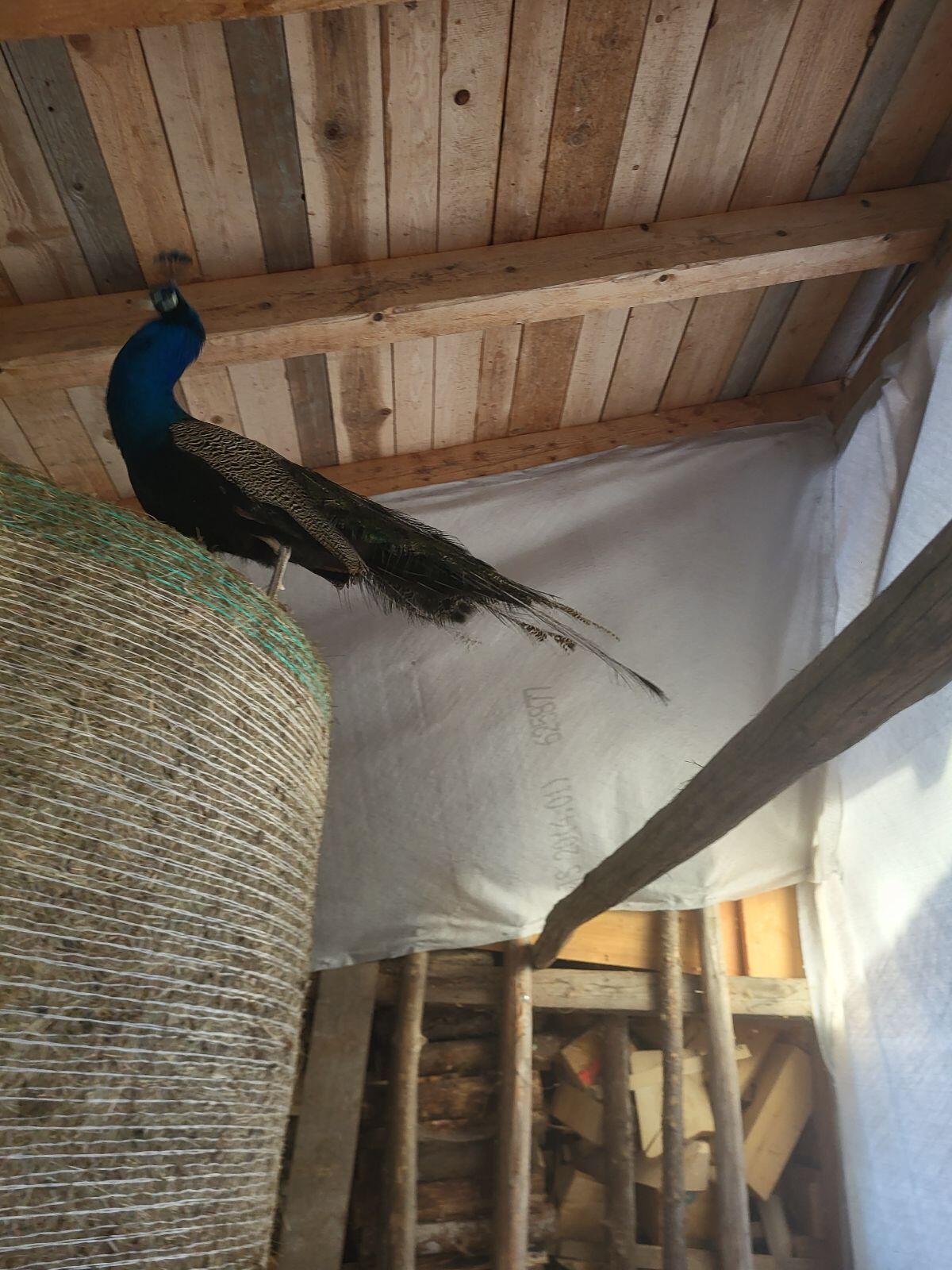 Pfau sucht neues Zuhause 2