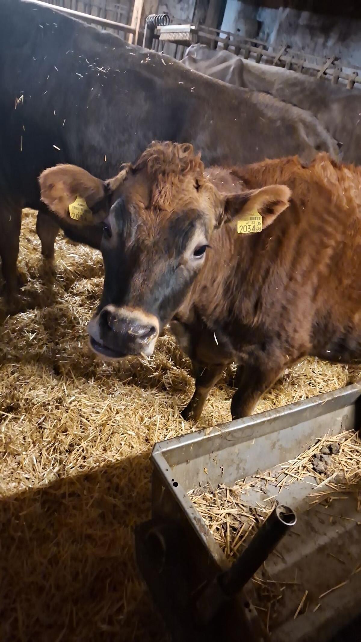 Trächtige Jersey-Kalbinnen günstig zum Abgeben 3
