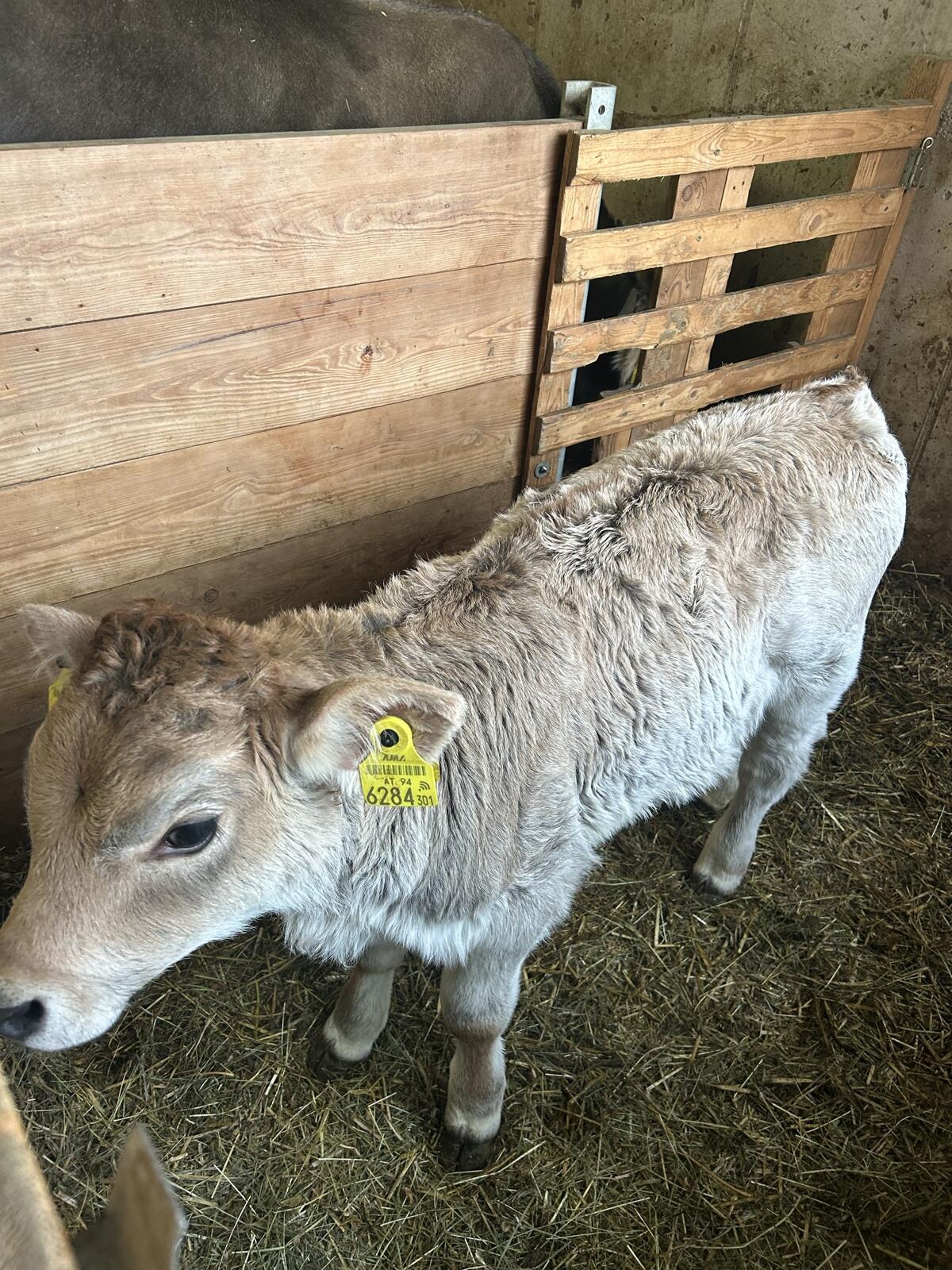 Grauviehzuchtkalb 2