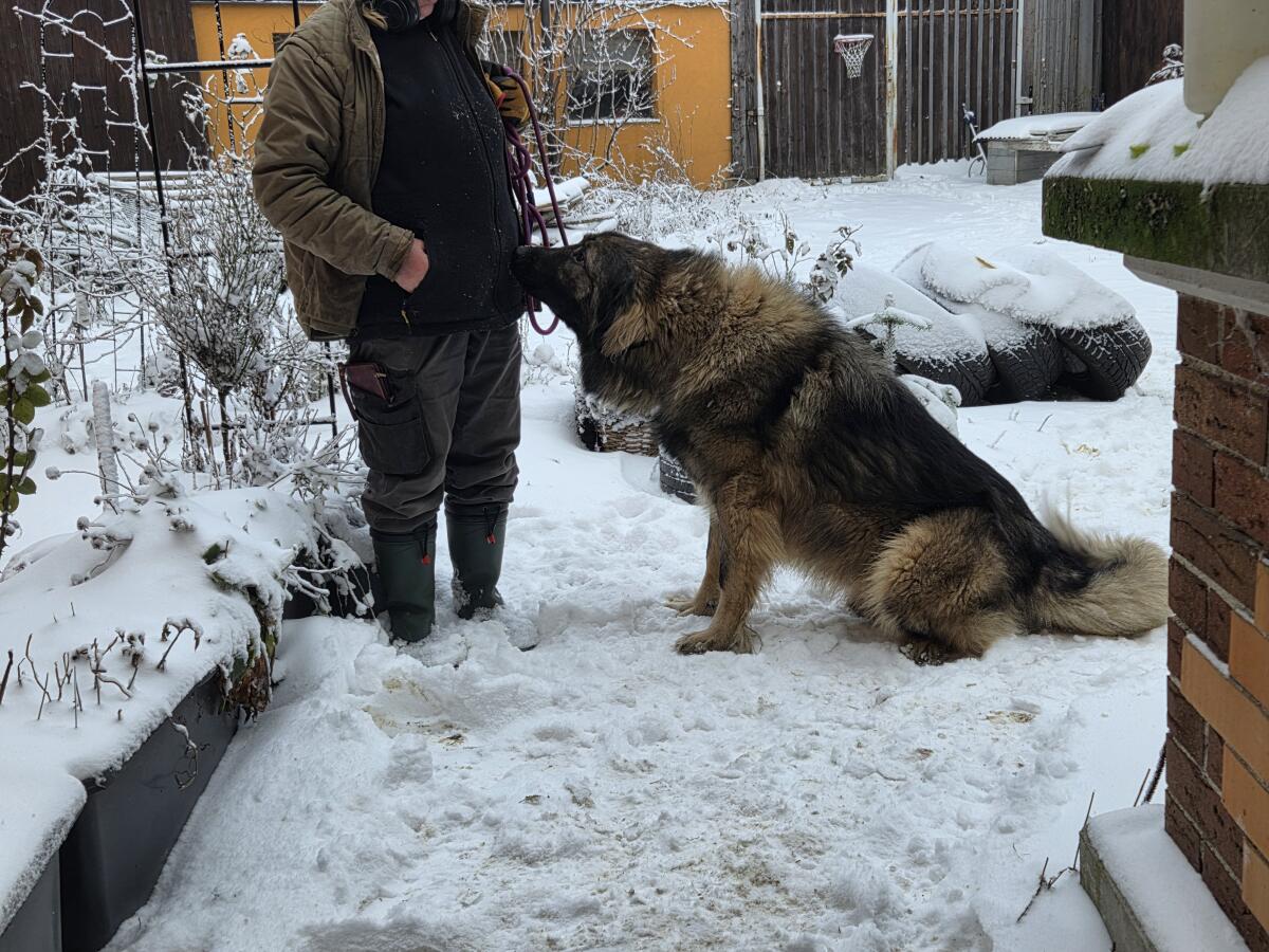 Kaukasischer Owtscharka Rüde 2