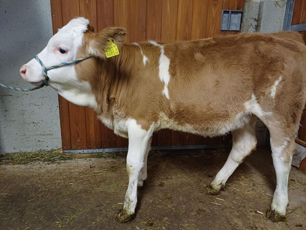 Weibliches Fleckviehkalb 2