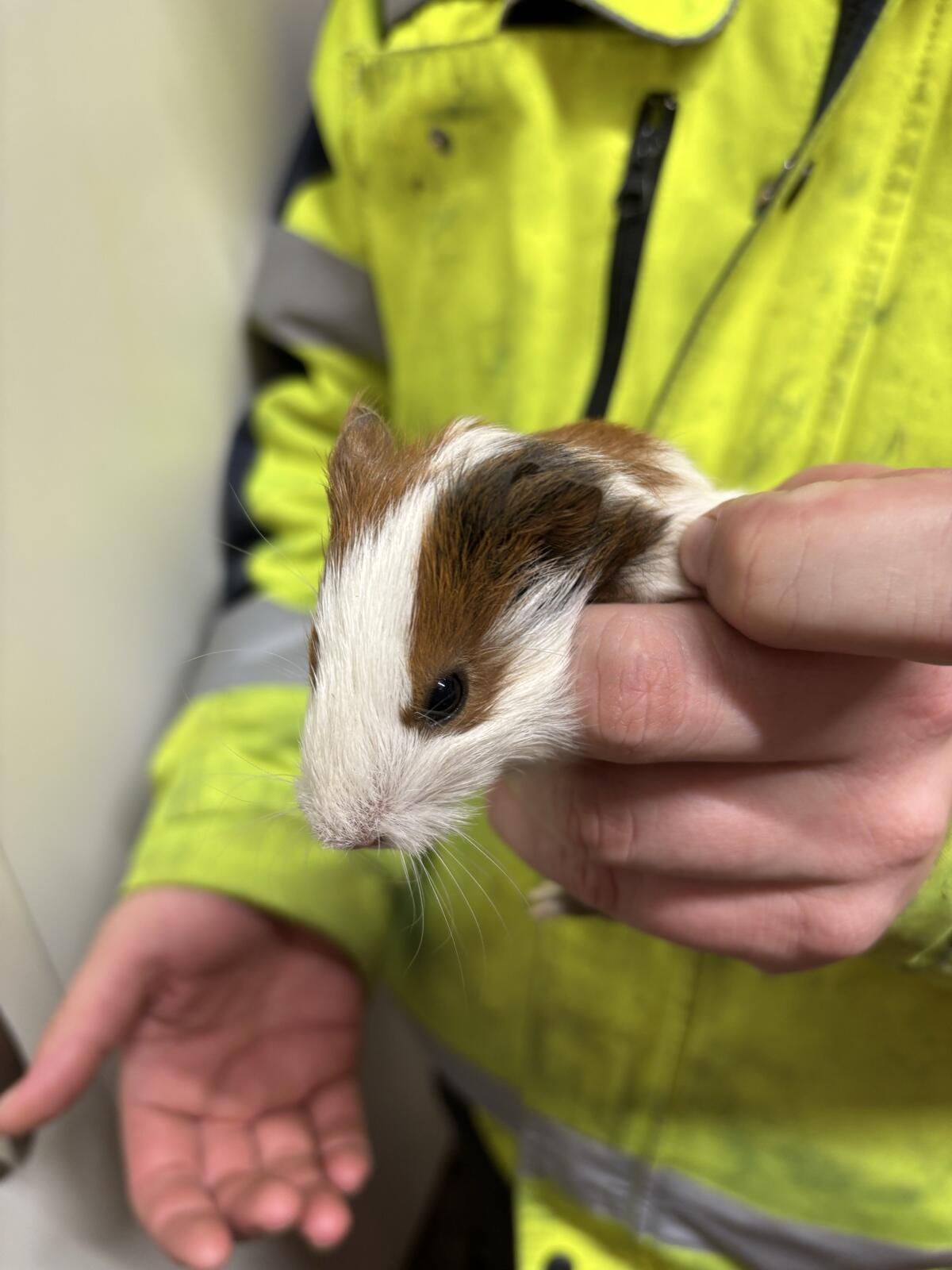 Meerschweinchen abzugeben 3