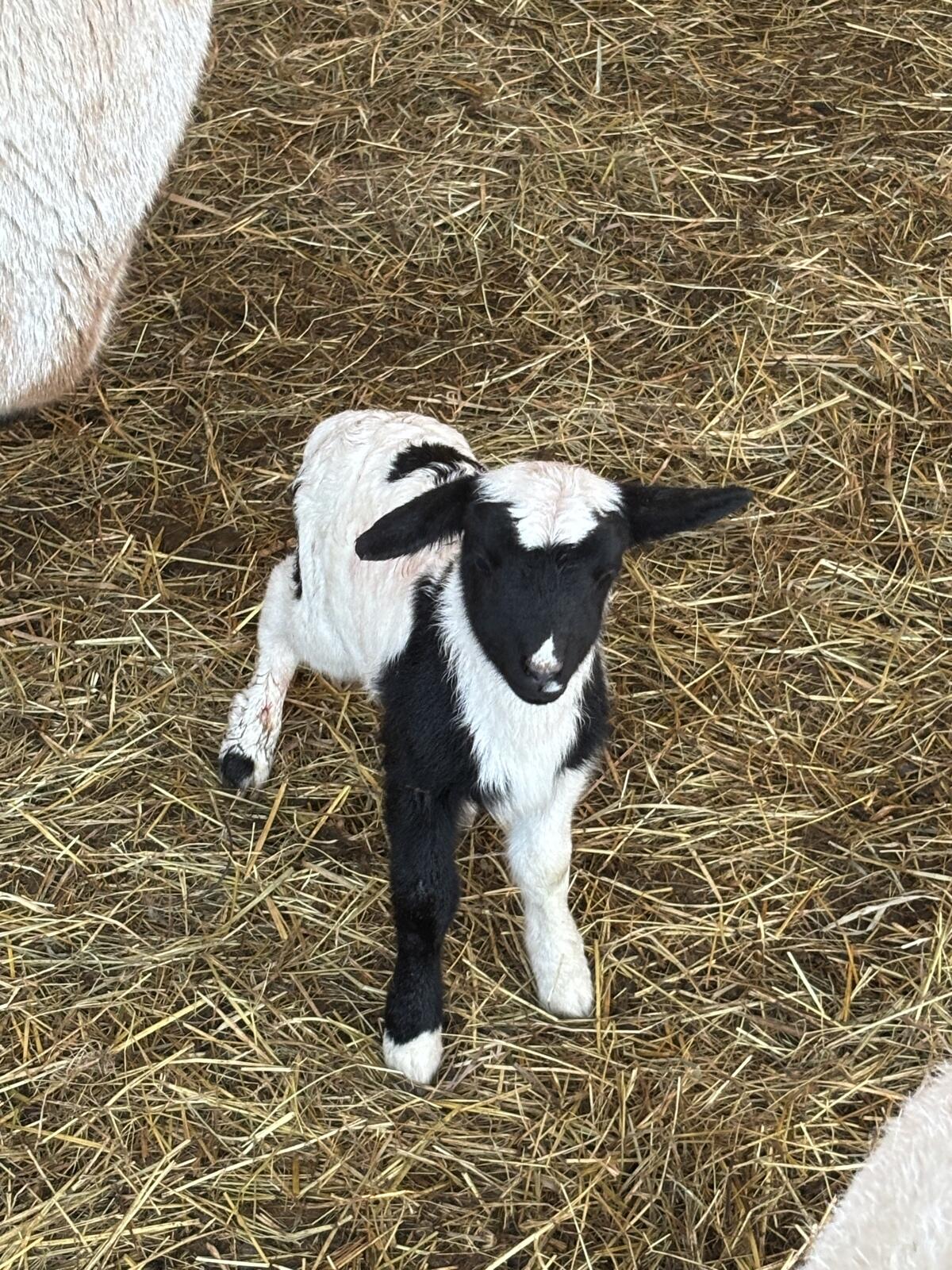 Dorper-Kamerunlämmer 3