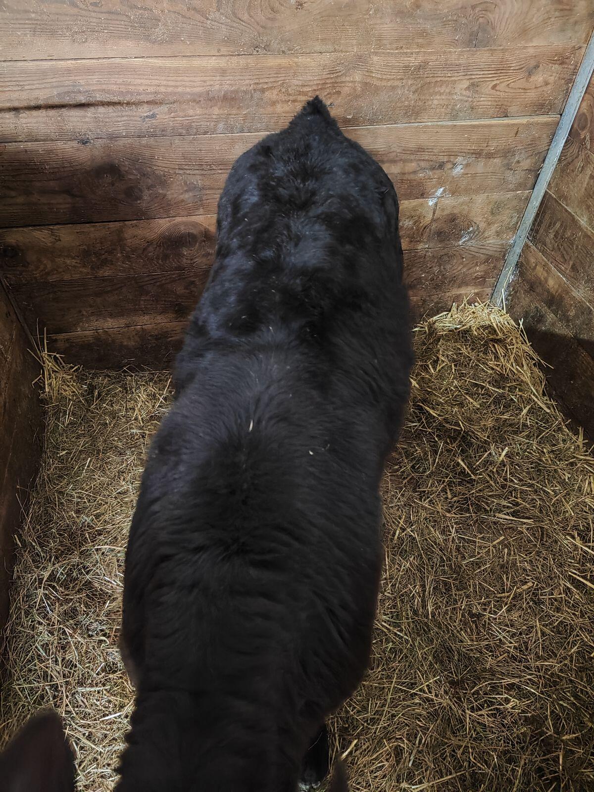 Stierkalb HF x Limousin, geb. 21.11. 2