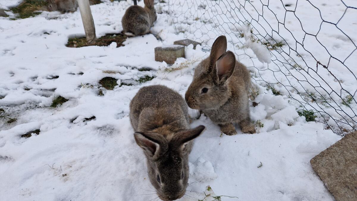 Junge Hasen abzugeben 2