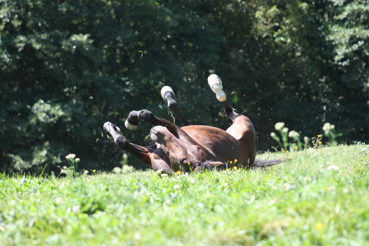 Liebe Traberstute sucht ein neues Zuhause! 3