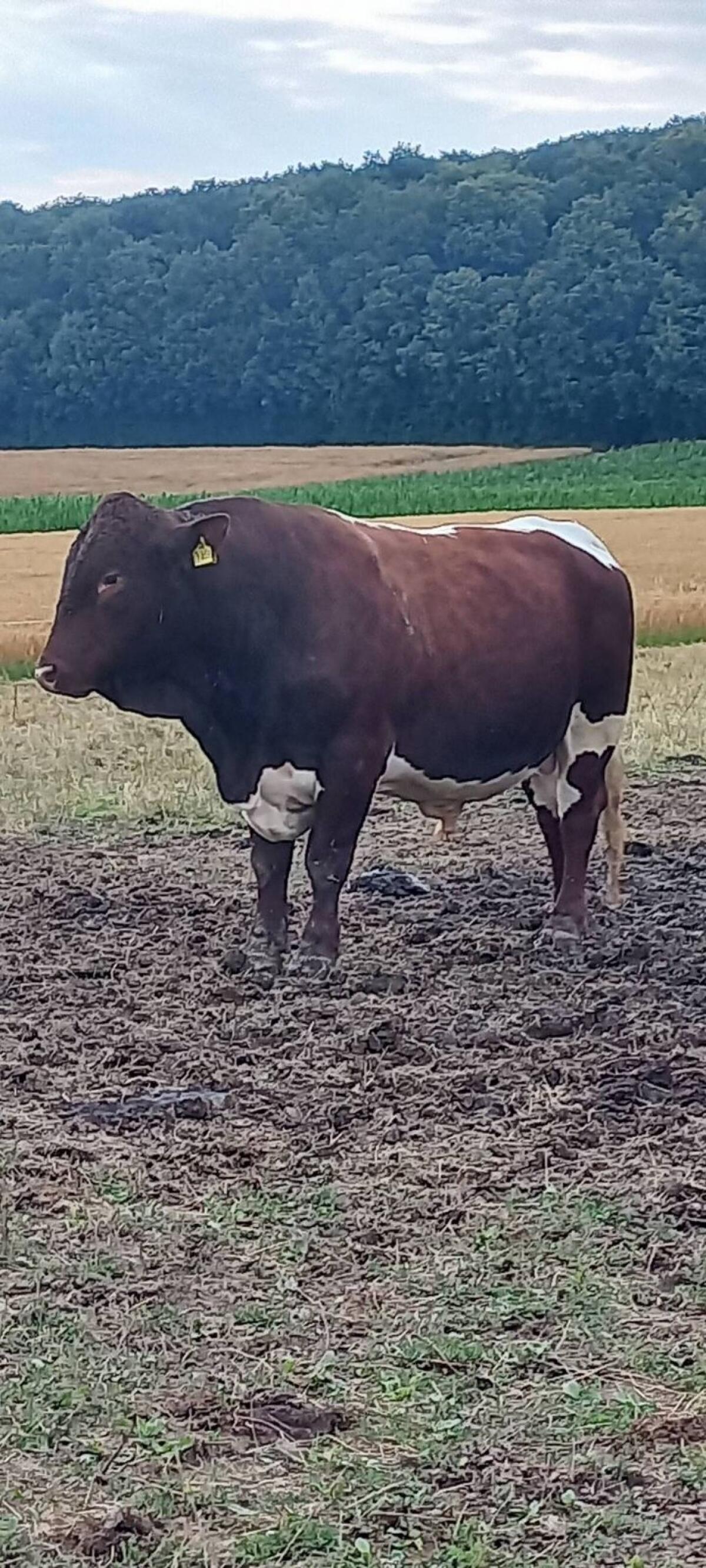 Pinzgauer Bulle Deckbulle Elias 2