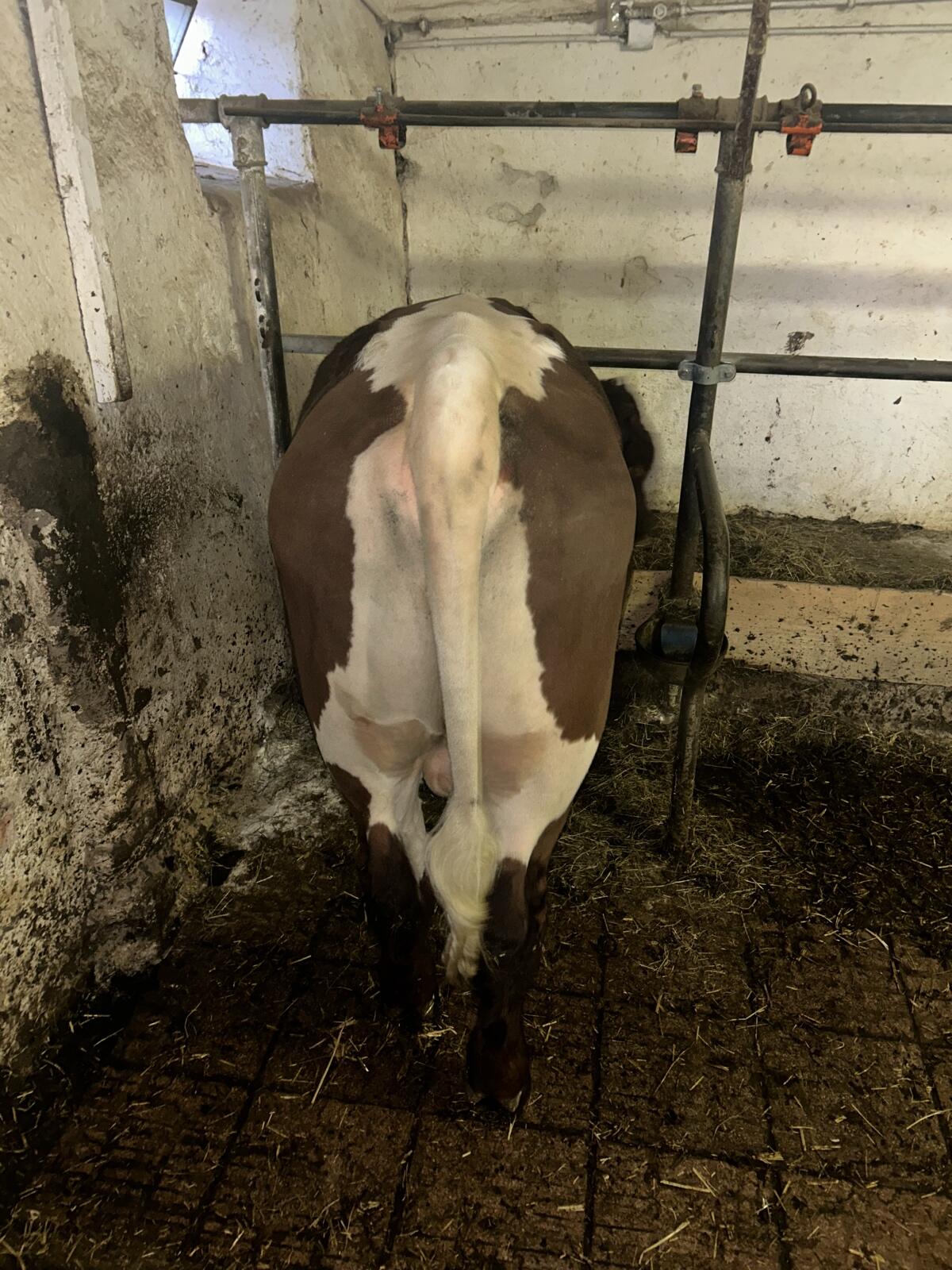 Pinzgauer Zuchtstierkalb 2