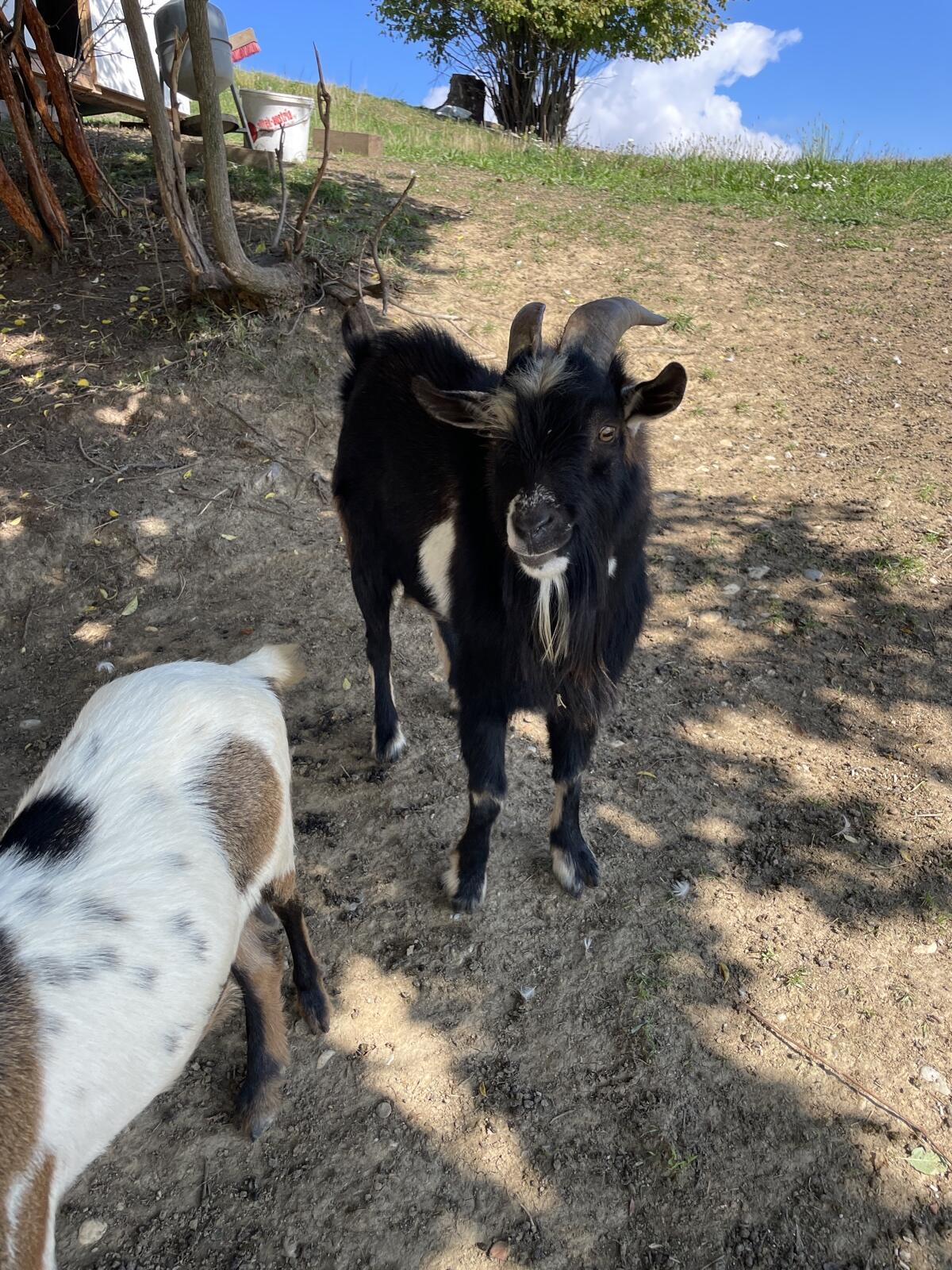 Minizwergziegenbock 3